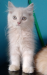 Persian cat
